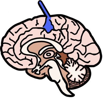 A side-view cross-section of a human brain. The postcentral gyrus is highlighted in blue, with a blue line pointing to it.